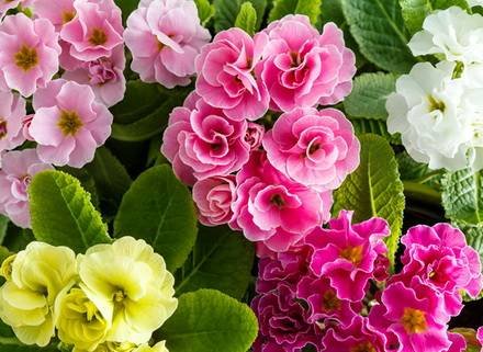 Primula3