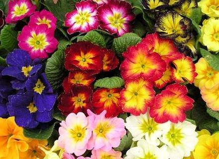 Primula4
