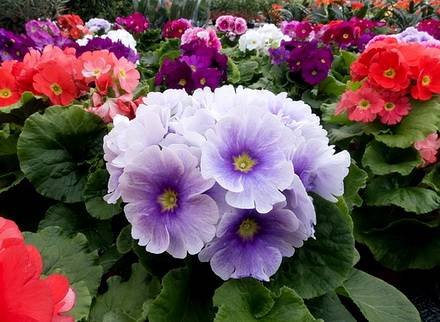 Primula6
