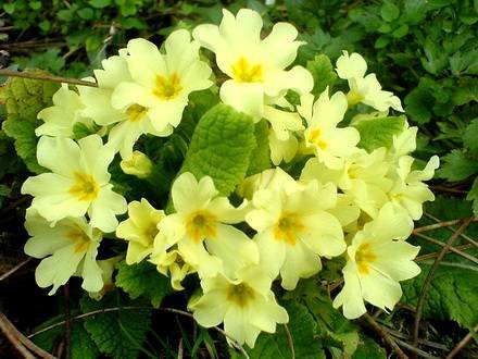 Primula7