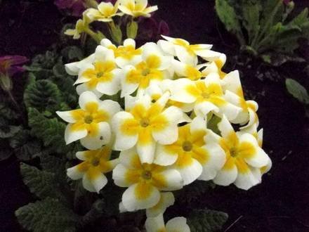 Primula8