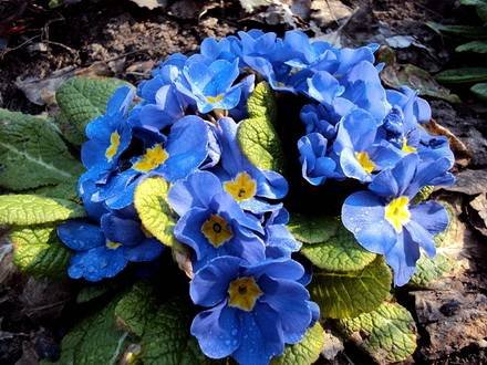Primula9