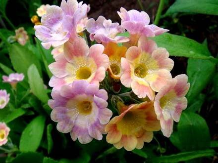 PrimulaAuricula