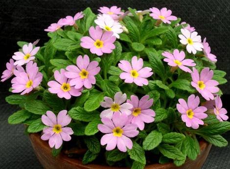 PrimulaBracteata