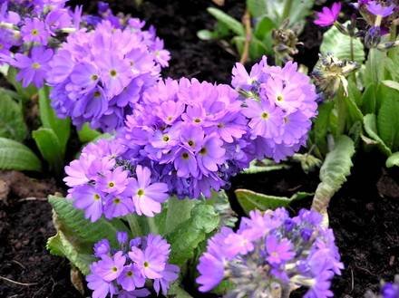 PrimulaDenticulata1