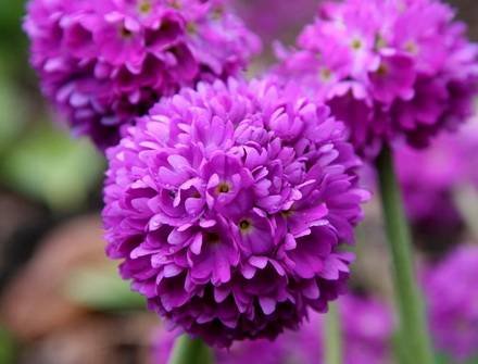 PrimulaDenticulata2