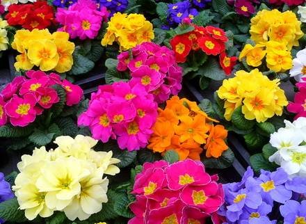 PrimulaPolyantha