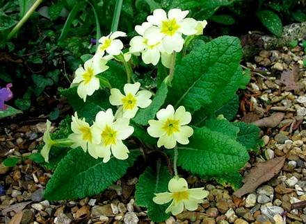 PrimulaVulgaris1