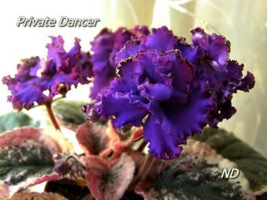 PrivateDancer5