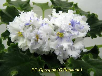 Призрак5