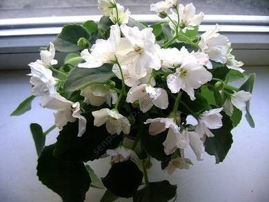 Пролески3