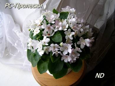 Пролески5