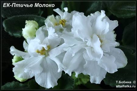 ПтичьеМолоко4