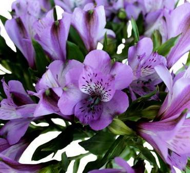 PurpleSymphony