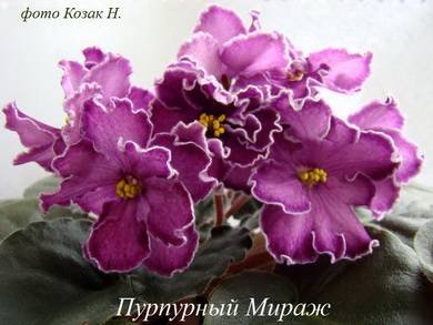 ПурпурныйМираж5