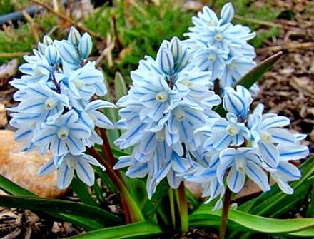 PuschkiniaHyacinthoides