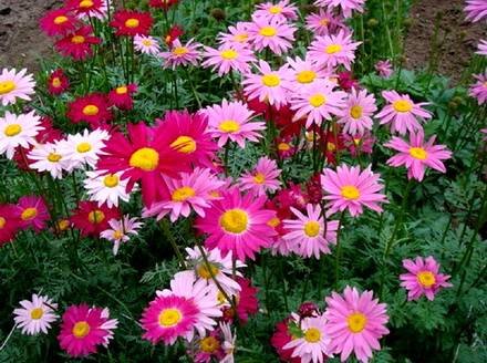 Pyrethrum1