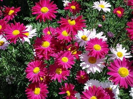 Pyrethrum10