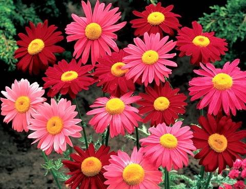 Pyrethrum11