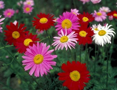 Pyrethrum12