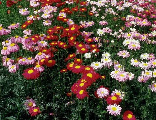 Pyrethrum13