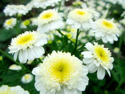 Pyrethrum2