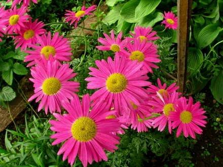 Pyrethrum3