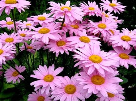 Pyrethrum33
