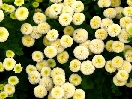 Pyrethrum4