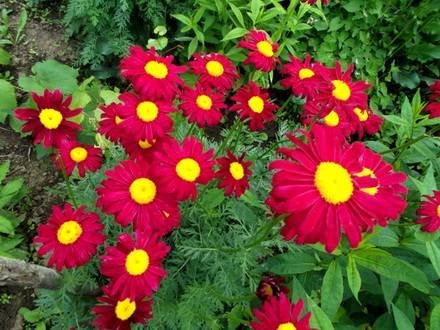 Pyrethrum5