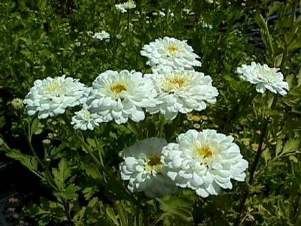 Pyrethrum6
