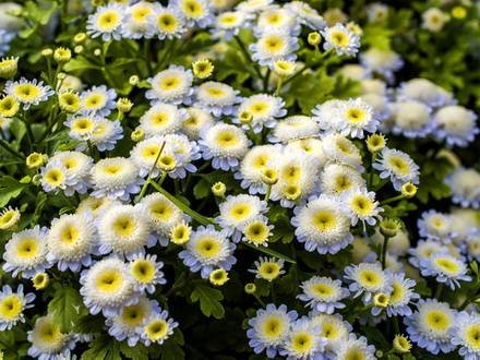 Pyrethrum7