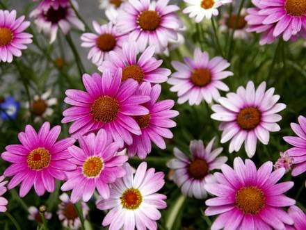 Pyrethrum8