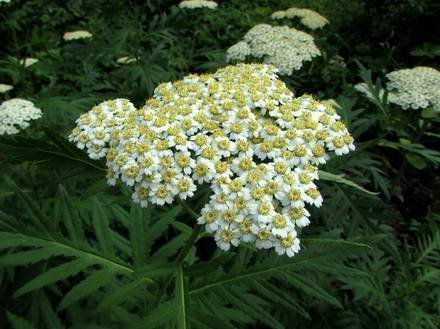 Pyrethrum9