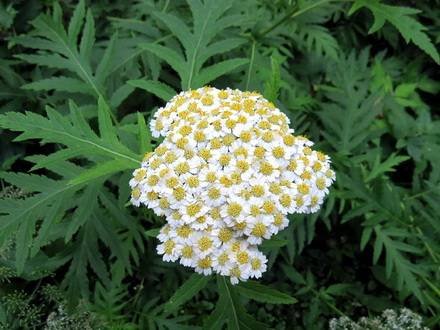 PyrethrumMacrophyllum