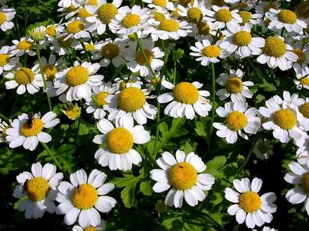 PyrethrumParthenium