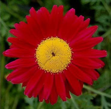 PyrethrumRobinson'sCrimson