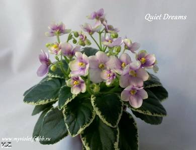QuietDreams4