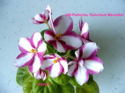 РадостьПростыхМелодий7