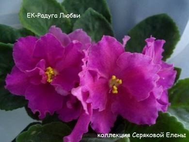 РадугаЛюбви3