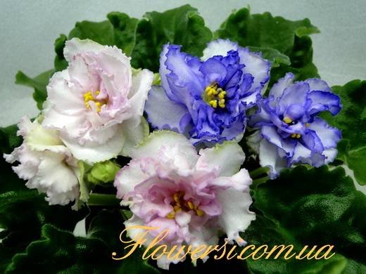 РадужныеБлики5