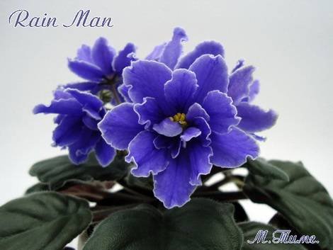 RainMan1
