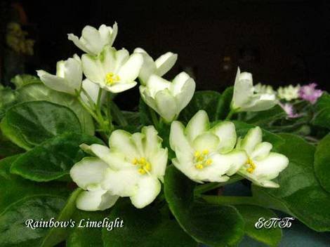 Rainbow'sLimelight1