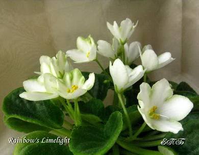 Rainbow'sLimelight3