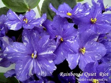 Rainbow'sQuietRiot3