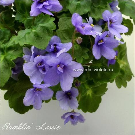 RamblinLassie1