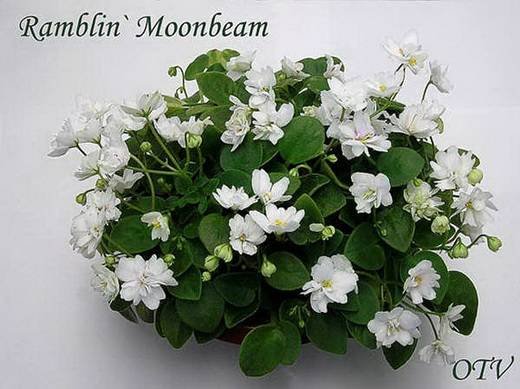 Ramblin'Moonbeam9