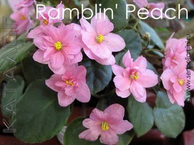 RamblinPeach2
