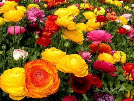 Ranunculus1