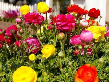 Ranunculus11